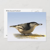 Kortsnuitkever Briefkaart (Voorkant / Achterkant)