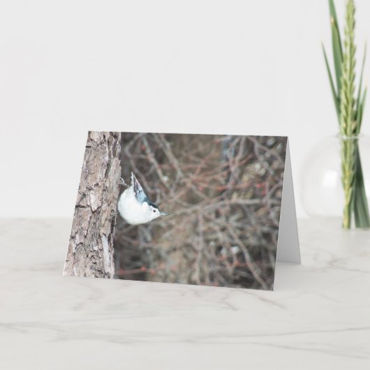 Kortsnuitkever Kaart (Voorkant)