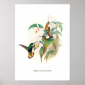 Kortstaartborst Poster (Voorkant)