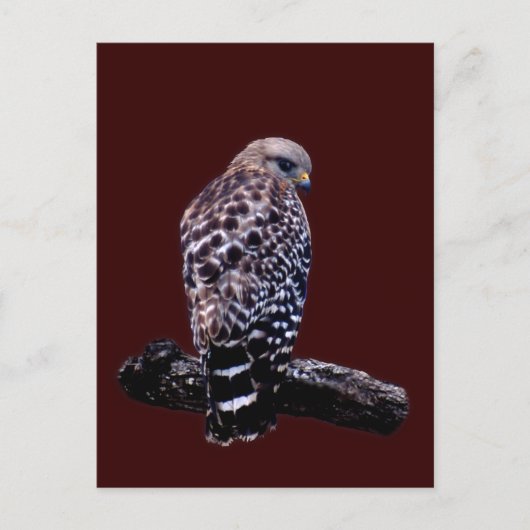 KortstaartHawk Briefkaart (Voorkant)