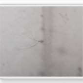 kosmopolitische kelderspin sticker (Voorkant)