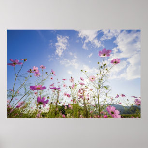 Kosmos bloemen. Otsu, prefectuur Shiga, Japan 2 Poster
