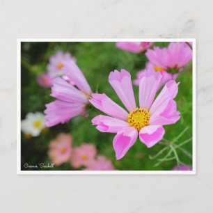 Kosmos [Briefkaart] Briefkaart
