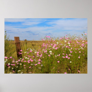 Kosmos Flowers in het veld Poster
