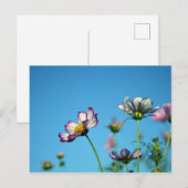 Kosmos Flowers: Japan Briefkaart (Voorkant / Achterkant)