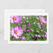 Kosmos Flowers: Japan Briefkaart (Voorkant / Achterkant)