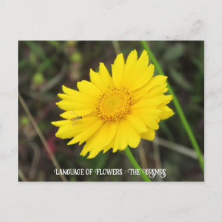 Kosmos met Briefkaart bij bijen