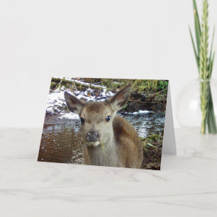Kostbaar Baby Ree Kalm Water Rand Winter Accent Kaart