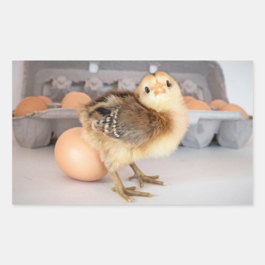 Kostbare Baby Chick en Eggs Rechthoekige Sticker (Voorkant)
