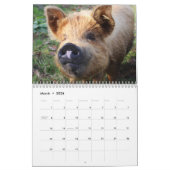 Kostbare Varkens 2026 Kalender (Mar 2026)