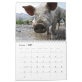 Kostbare Varkens 2026 Kalender (Jan 2027)