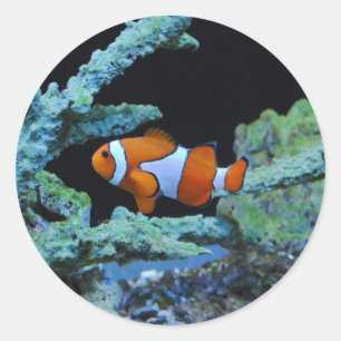 Koudvis in koraal ronde sticker