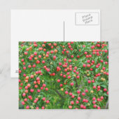 Kousa Dogwood Berries Briefkaart (Voorkant / Achterkant)