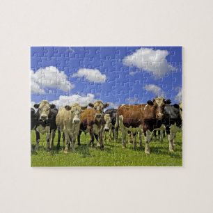 Kow Herd   Nieuw-Zeeland Legpuzzel