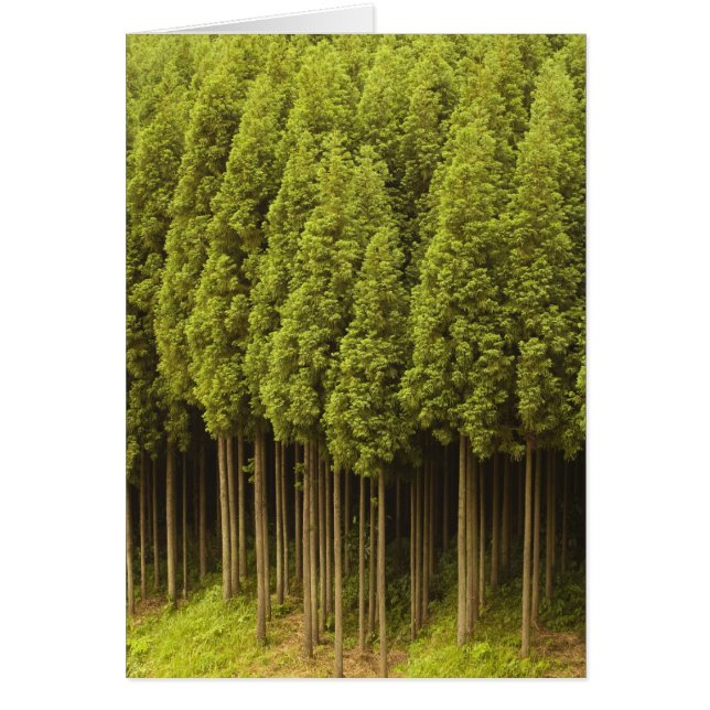 Koya Sugi Cedar Trees (Voorkant)