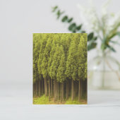 Koya Sugi Cedar Trees Briefkaart (Staand voorkant)