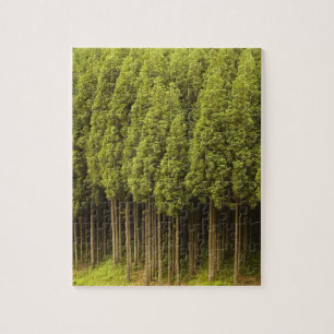 Koya Sugi Cedar Trees Legpuzzel