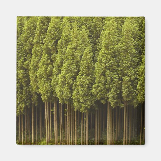 Koya Sugi Cedar Trees Magneet (Voorkant)