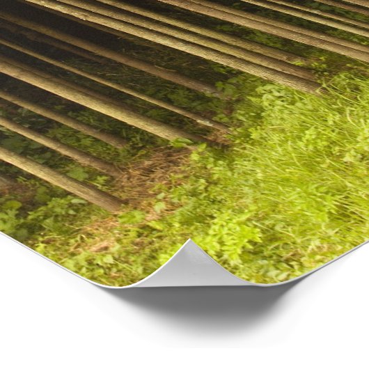 Koya Sugi Cedar Trees Poster (Hoek)