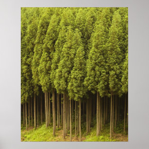 Koya Sugi Cedar Trees Poster