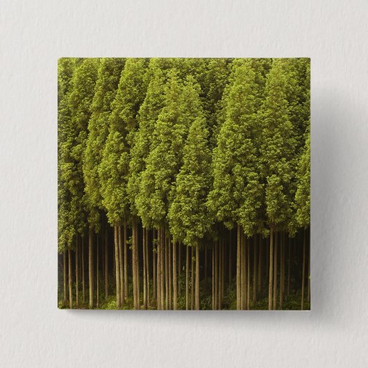 Koya Sugi Cedar Trees Vierkante Button 5,1 Cm (Voorkant)