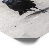 kraai poster (Hoek)