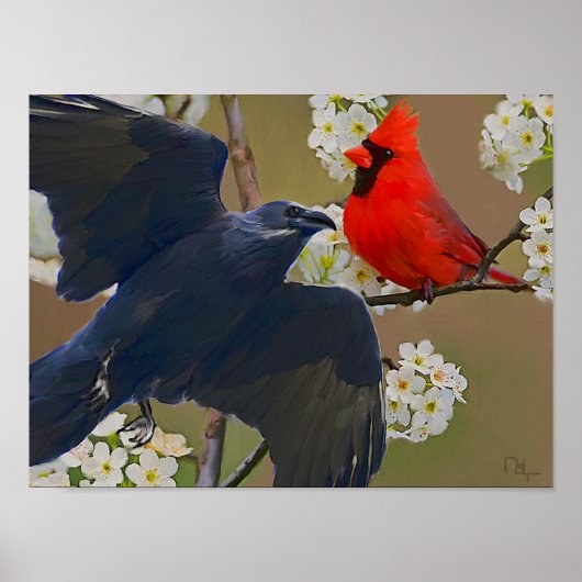 kraaikardinaal poster (Voorkant)