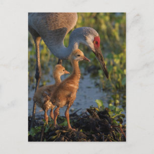 Kraanvogel met kuikens, Florida Briefkaart