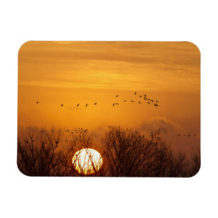 Kraanvogels als silhouet tegen opkomende zon magneet