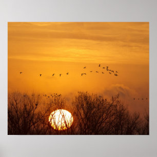Kraanvogels als silhouet tegen opkomende zon poster