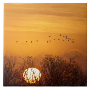 Kraanvogels als silhouet tegen opkomende zon tegeltje