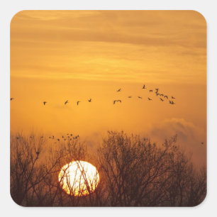Kraanvogels als silhouet tegen opkomende zon vierkante sticker