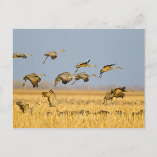 Kraanvogels landen in maïsvelden briefkaart