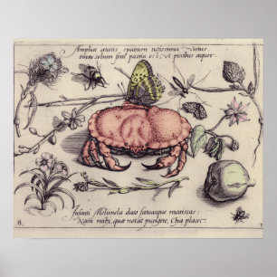 Krab Botanische Insect Bloem Illustratie Poster
