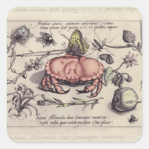 Krab Botanische Insect Bloem Illustratie Vierkante Sticker