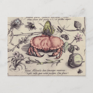 Krab Botanische Insecten Bloem Illustratie Briefkaart