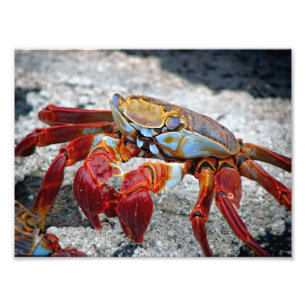 Krab foto afdruk
