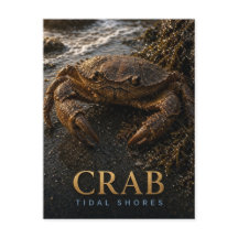 Krab Getijdenoevers Wilde Dieren DIER