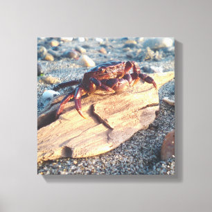 Krab op Driftwood Canvas afdrukken