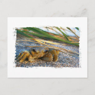 Krab op strandduin bij zonsondergang briefkaart