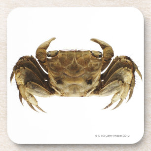 Krab op witte achtergrond drankjes onderzetter