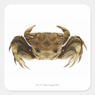 Krab op witte achtergrond vierkante sticker