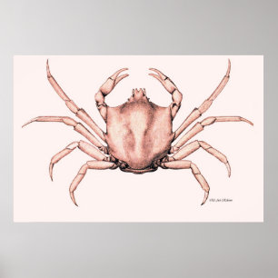 Krab Poster Kelp Krab