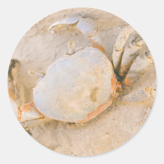 krab ronde sticker (Voorkant)
