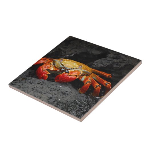 krab tegeltje (Zijkant)