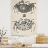  krabanatomiefoto (1918) poster (Keuken)