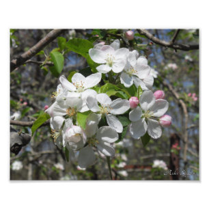 Krabappelboom bloesems foto afdruk