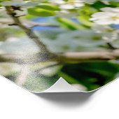 Krabbenappelbloesem Foto Afdruk (Hoek)