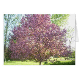 Krabbenboom in Bloom