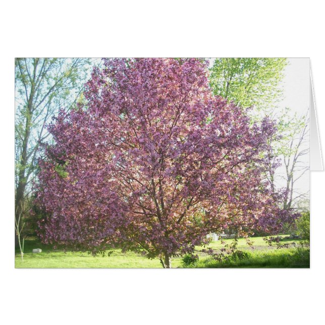 Krabbenboom in Bloom (Voorkant Horizontaal)